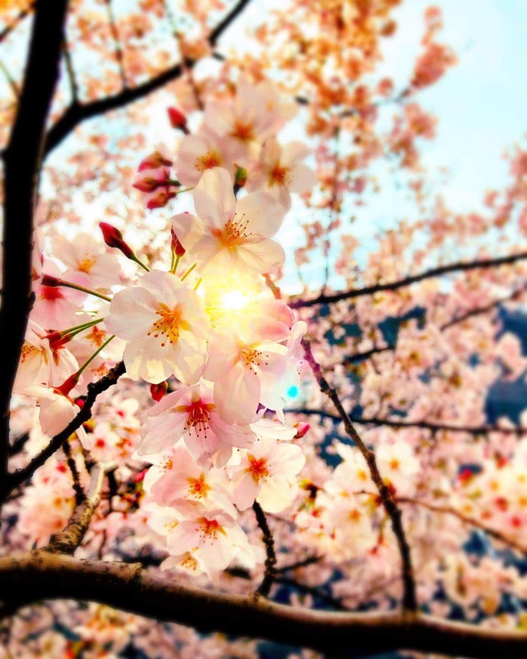 ナノさんのインスタグラム写真 - (ナノInstagram)「Sakura galore. #cherryblossom #sakura #tokyo #桜 #東京 #花見」3月31日 13時38分 - nanonano_me