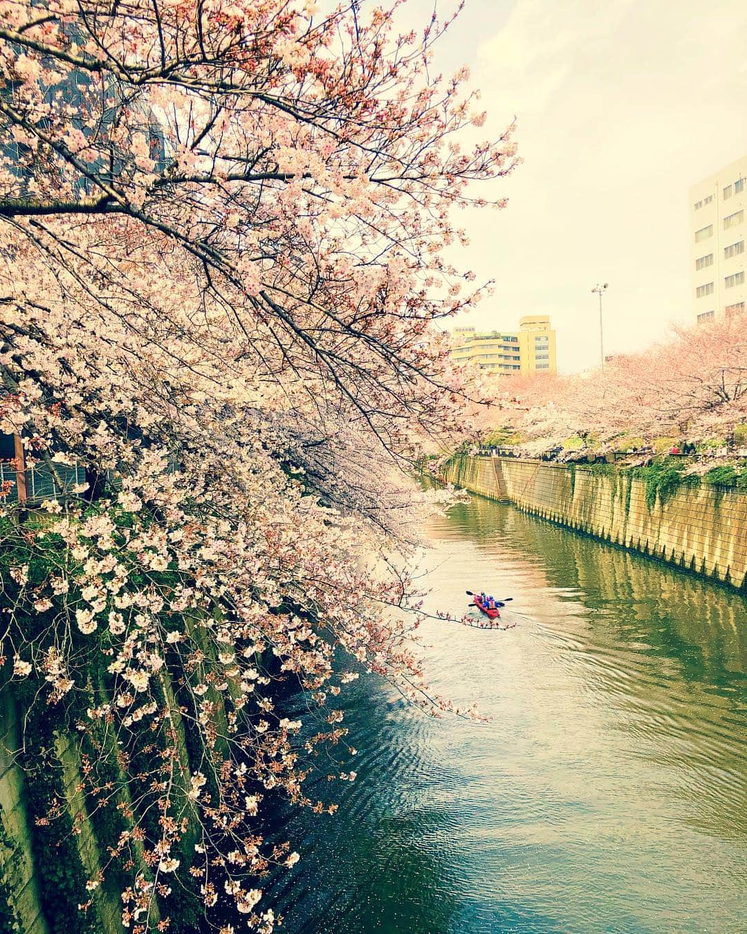 ナノさんのインスタグラム写真 - (ナノInstagram)「Sakura galore. #cherryblossom #sakura #tokyo #桜 #東京 #花見」3月31日 13時38分 - nanonano_me