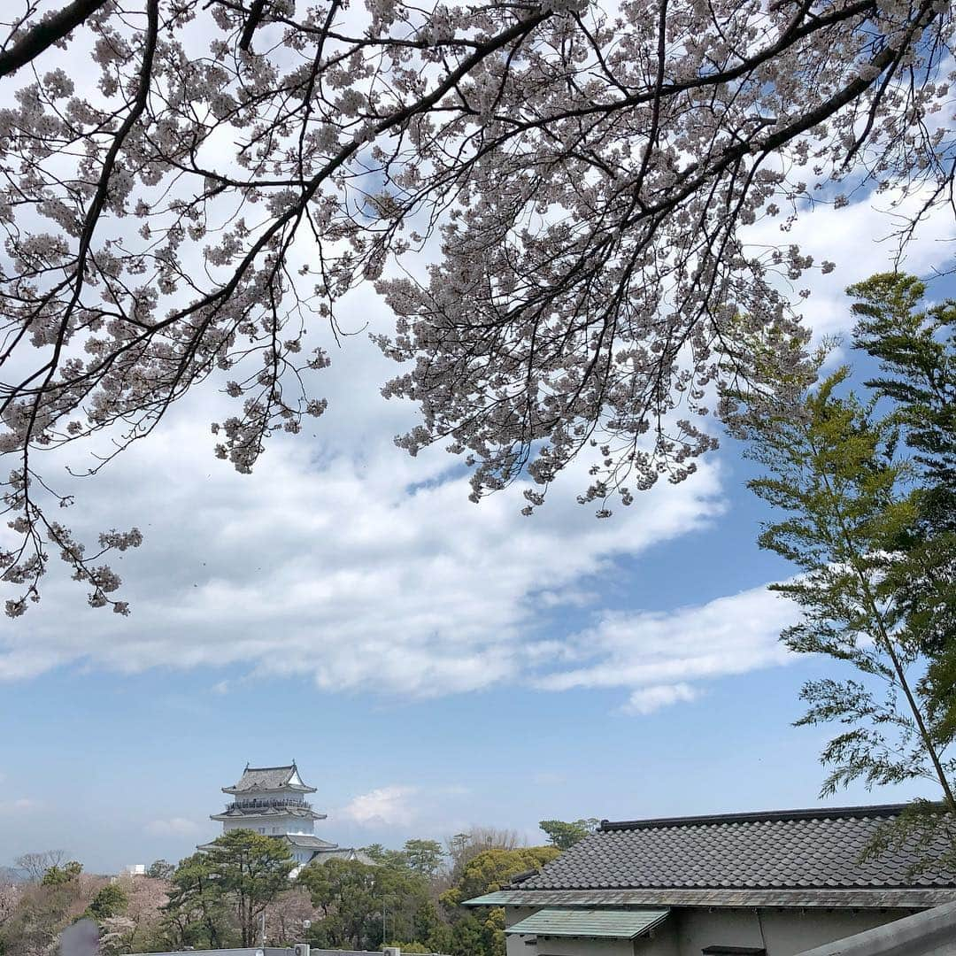 佐藤ルミナさんのインスタグラム写真 - (佐藤ルミナInstagram)「小田原は明日明後日が見頃かも。#桜 #花見 #cherryblossom #近所」3月31日 13時50分 - ruminasato