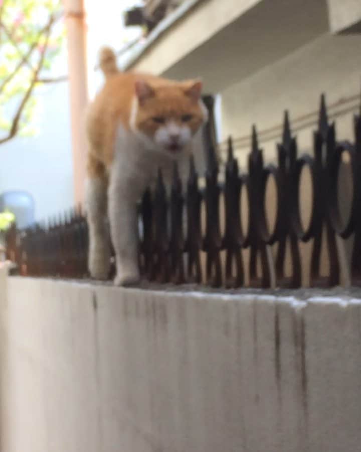 岡田屋鉄蔵のインスタグラム：「今日のエクスペンダブルズ氏。よほどお腹空いてたのか駆け足！暖かくなりダニ蚤発生。早くも疥癬が出てるのでブロードライン塗布。」