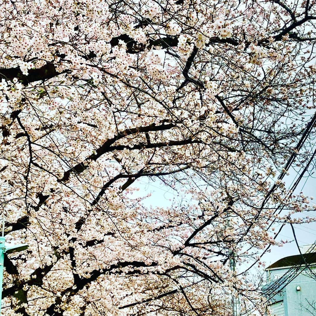 世良公則さんのインスタグラム写真 - (世良公則Instagram)「#世良公則 #masanorisera #japanesemusician #japaneseartist #songwriter #sakura #spring #桜 #桜並木 #小さな桜  I took a walk in the cherry blossom row yesterday.  小さな春、発見❗️」3月31日 13時45分 - masanorisera