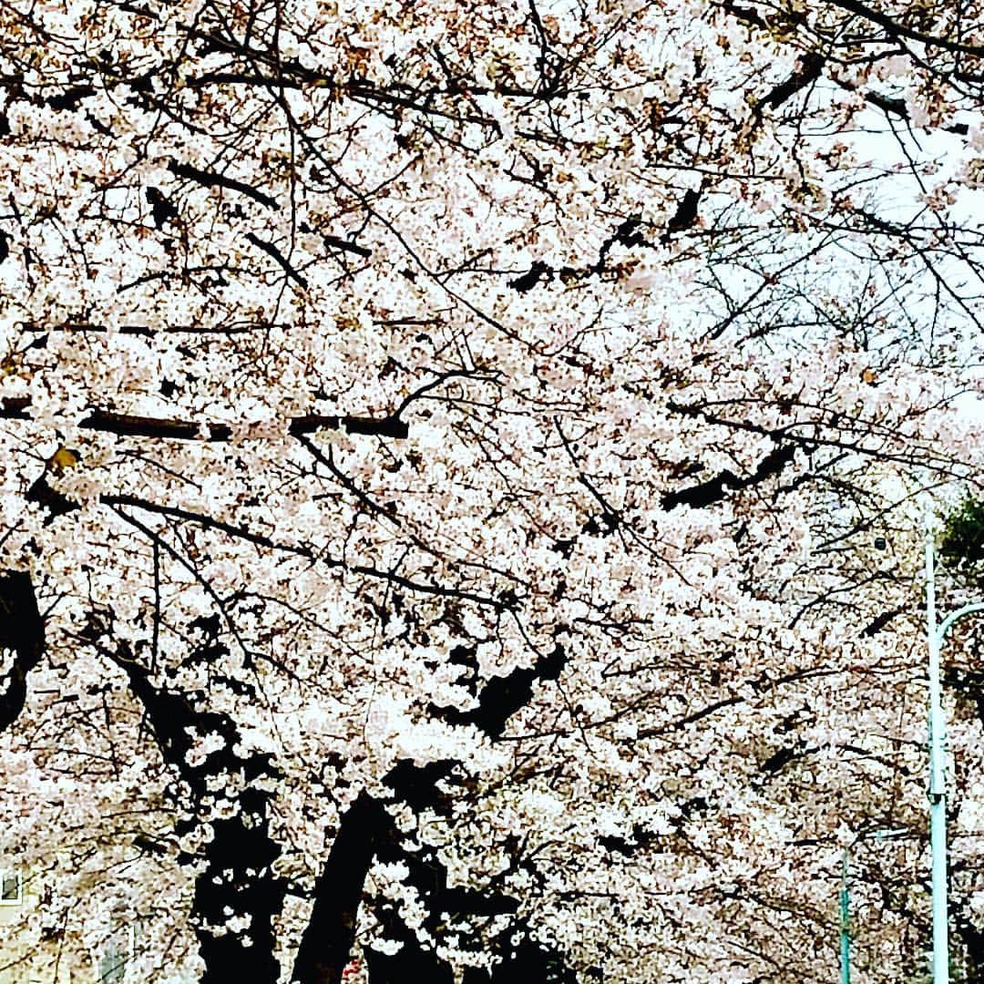 世良公則さんのインスタグラム写真 - (世良公則Instagram)「#世良公則 #masanorisera #japanesemusician #japaneseartist #songwriter #sakura #spring #桜 #桜並木 #小さな桜  I took a walk in the cherry blossom row yesterday.  小さな春、発見❗️」3月31日 13時45分 - masanorisera