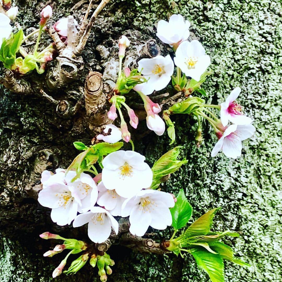 世良公則さんのインスタグラム写真 - (世良公則Instagram)「#世良公則 #masanorisera #japanesemusician #japaneseartist #songwriter #sakura #spring #桜 #桜並木 #小さな桜  I took a walk in the cherry blossom row yesterday.  小さな春、発見❗️」3月31日 13時45分 - masanorisera