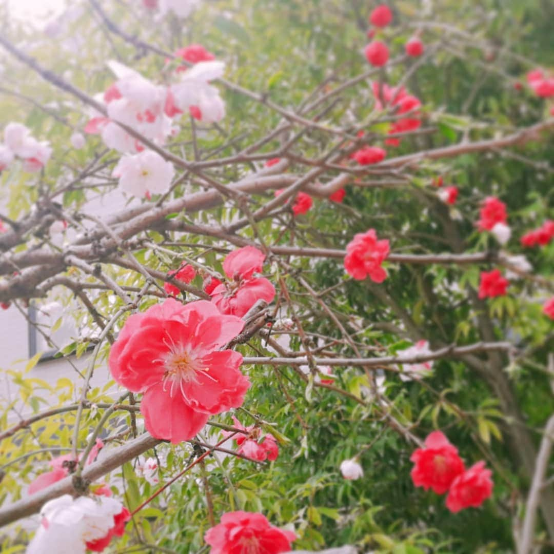 林智美 さんのインスタグラム写真 - (林智美 Instagram)「ひとつの木から、 赤と白の花が。 とってもおめでたい感じ🎊  お花見が、したい🌸  #春ですね #なのになんですかこの寒さは #冬やん」3月31日 13時48分 - h_tomomi_i