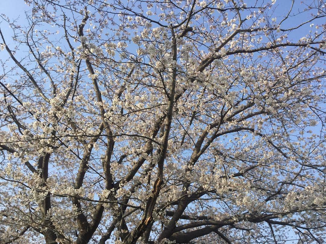 柴田淳さんのインスタグラム写真 - (柴田淳Instagram)「はい！見た！桜！これでいいね！ #お花見 #義務的」3月31日 13時55分 - shibatajun_official