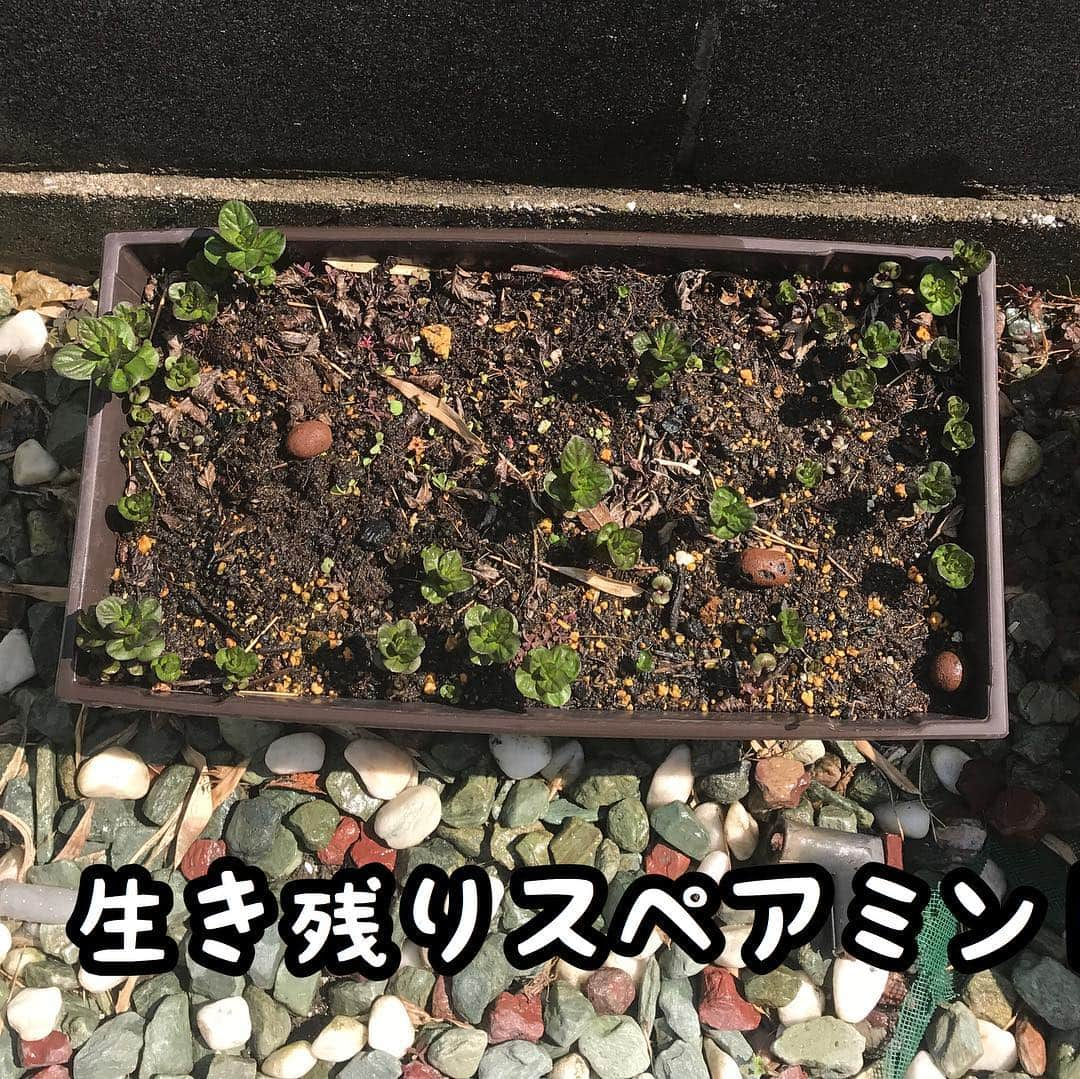 メルロコ一家の楽屋裏さんのインスタグラム写真 - (メルロコ一家の楽屋裏Instagram)「暖かくなってきたので『猫の額菜園』復活。 スペアミントとパクチーとパセリは越冬した！早く大きくなーれ。 #全て苗から #種からは諦めた」3月31日 13時57分 - merulocomocodon