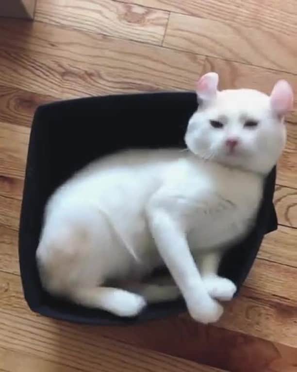 のインスタグラム：「When you are trying to find a comfy position in bed⠀ ⠀ 📹@pringles_thecat⠀ ⠀ Want @9gag feature your cat 😺 ? Join our cat community and start sharing now 🐾 Link in bio⠀ ⠀ #meowed #pringlesthecat #americancurl #catbed」