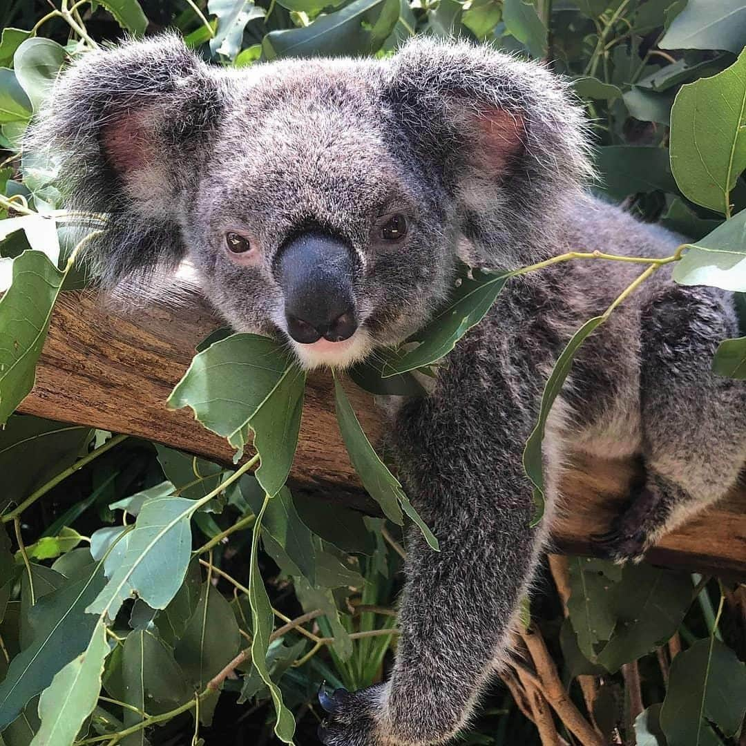 Australiaさんのインスタグラム写真 - (AustraliaInstagram)「Matilda really is a natural model - never too busy to pose, even when she’s in the middle of a meal! 😂  Bec Gallagher spotted this furry little lady at @wildlifehamiltonisland on (you guessed it!) @hamiltonisland, which is one of the few places where you can cuddle a #koala in #Australia. Koalas living on this dreamy island in @queensland’s @whitsundaysqld are somewhat smaller than their relatives in the southern part of Australia, and have a thinner coat of fur due to the warm tropical weather. TIP: Book the ‘breakfast with the koalas’ experience to start your day with an Aussie-style breakfast in an open natural setting. Your dining companions? Some of the resident koalas munching on leaves right near your table.  #seeaustralia #thisisqueensland #lovewhitsundays #travel #weeklyfluff」3月31日 14時00分 - australia