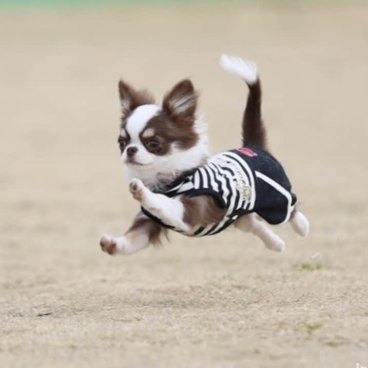 犬小屋??さんのインスタグラム写真 - (犬小屋??Instagram)「ふしぎちゃん、4ヶ月にして初飛行✈️ぶっ飛んでます㊗️スワイプして動画も見てください。 @bururibbonstyle  #わんことお出かけ  #わんこのいる生活  #犬小屋 #写真撮ってる人と繋がりたい  #canon_photo  #チワワ画像  #チワワ動画  #チワワパピー  #chihuahua  #cutydog #east_dog_japan  #ちわわ  #ちわわ部  #canon #ドッグラン #dogstagram  #チョコタンホワイトチワワ  #ふしぎすたぐらむ  #ブルーリボンスタイル」3月31日 14時12分 - tiwa1109