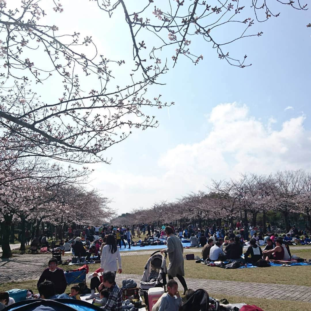 たまこ部@多摩センターさんのインスタグラム写真 - (たまこ部@多摩センターInstagram)「宝野公園の人出！  満開まであと少しですねー  #お花見中  #多摩センター #永山 #唐木田 #聖蹟桜ヶ丘 #多摩市 #多摩市広報部員  #公園 #桜の名所 #お花見 #花見 #子連れ花見 #桜 #さくら #さくら🌸 #春 #明日から #新年度 #復職カウントダウン… #ママ #プレママ #マタニティ #赤ちゃん #ベビー #乳幼児 #子育て #育児 #ママサークル #たまこ部」3月31日 14時24分 - tamacobu2015