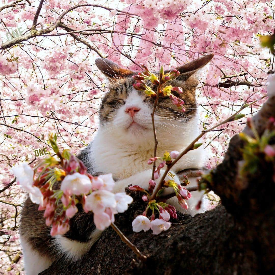 ONE MEDIAのインスタグラム：「.﻿ 「ONE」を探せ！﻿ ﻿ 桜の季節だけど、みんなお花見はもう行った？🌸﻿ 3月も最後だから、春らしいゲームを作ってみたよ。﻿ 画像の中に隠れている「ONE」のロゴを探してね👀﻿ ﻿ 1つでもみつけたら、イイネで教えて！﻿ ﻿ あなたはいくつみつけられるかな…？﻿ みつけた数を、コメントで教えてね☺️﻿ ﻿ （答えは今、ストーリーズでお知らせしています💐）﻿ ﻿ ﻿📸 @reuters  #onemedia #桜 #平成最後の桜 #cherryblossom #お花見🌸 #sakura #桜満開 #新年度 #猫 #にゃんすたぐらむ」