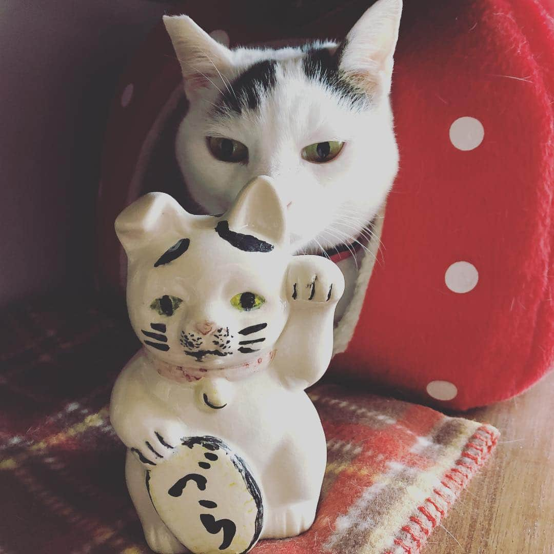 Siznaさんのインスタグラム写真 - (SiznaInstagram)「#dura #cat #づら #猫 #sizna #雑種 #元地域猫 #ヅラ #ヅラ猫 #ヅラ猫部 #にゃんスタグラム #猫変態を増やそうの会 #力作」3月31日 14時25分 - dura0227