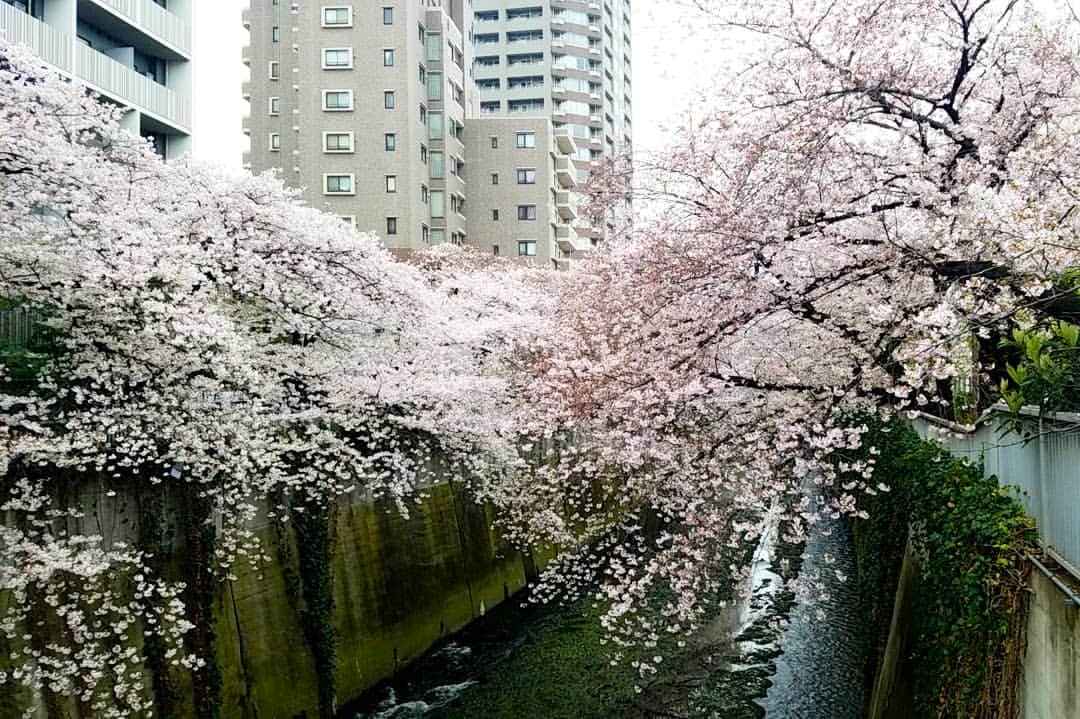 小高亮さんのインスタグラム写真 - (小高亮Instagram)「散歩的に花見。  神田川沿いは落ち着いてますね。  #花見 #さくら  #神田川」3月31日 14時17分 - odaka_p