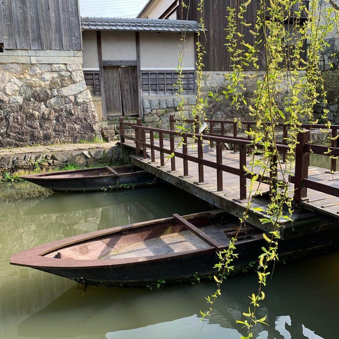 樹神さんのインスタグラム写真 - (樹神Instagram)「先日の旅行のお土産、たねやさんのオリーブ餅。  石川県の加賀温泉で一泊した後、滋賀県の近江八幡に立ち寄りました。  桜の見頃には少し早かったけれど、芽吹いたばかりの柳や満開のボケやレンギョウ、ユキヤナギ、美しかったな。  フルーティな緑とリンクします。  #たねや#オリーブ餅#つぶら餅#一服#お土産#近江八幡#加賀温泉#山中温泉#温泉同好会#安土城#安土城郭資料館 #sweets#ricecake#mochi#oliveoil#fruity#green#spring#omihachiman#hotspring」3月31日 14時17分 - kotamaofficial