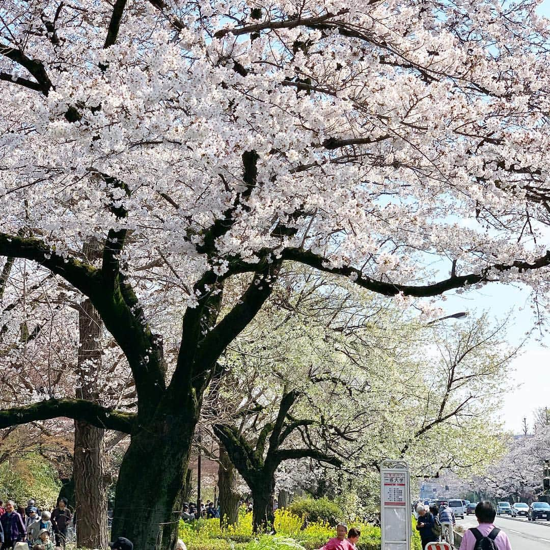 佐藤友子さんのインスタグラム写真 - (佐藤友子Instagram)「国立の街も桜が咲き誇っています。  いつもの静かな街がこのときばかりは花見客で賑わうのが個人的にはあまり得意ではなくて、葉桜になり始めるとどこかホッとしたりもするのですが。  それでもこれだけ美しいと、並木道を散歩せずにはいられません😊」3月31日 14時17分 - tomokosato_hokuohkurashi