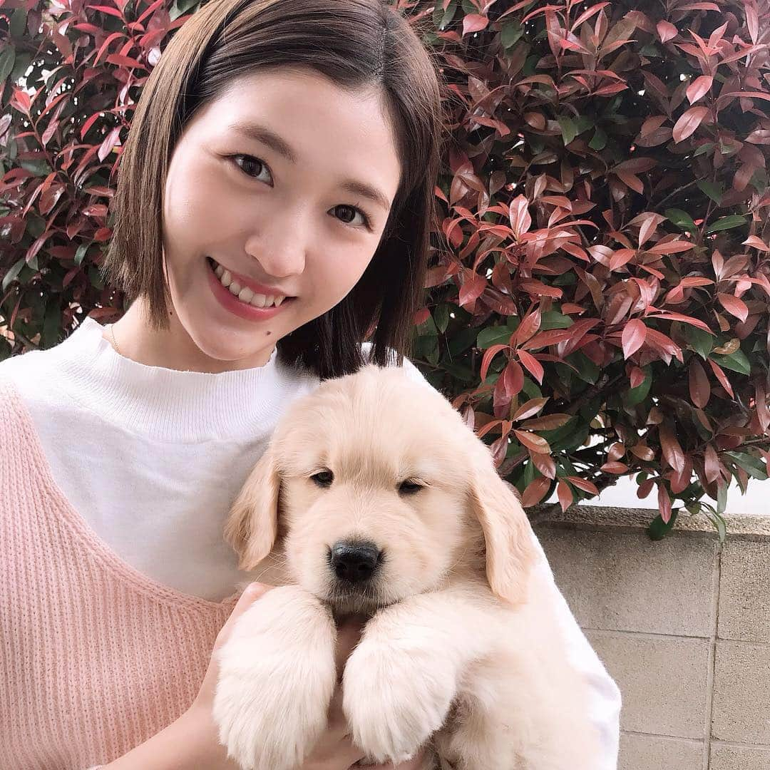 今田美奈さんのインスタグラム写真 - (今田美奈Instagram)「. 新しく家族を迎え入れることになりました🐶🍼 ゴールデンレトリバーで名前は “ ベイ ”といいます🐾オスです♂ . ジュピが虹の橋を渡って3年 いつかはまたゴールデンを飼いたいとゆう気持ちが家族全員にありちょうど迎え入れるなら今。とゆうタイミングで縁があって迎え入れることになりました🌷 . 前回飼っていたジュピがパピーの時代はまだ私は小学生だったのでとても感慨深いです〜 . Instagramにもこれからいっぱい登場すると思います🌸ベイを宜しくお願いします。  #ゴールデンレトリバー#goldenretriever#골든리트리버」3月31日 14時18分 - _minaimd.j_