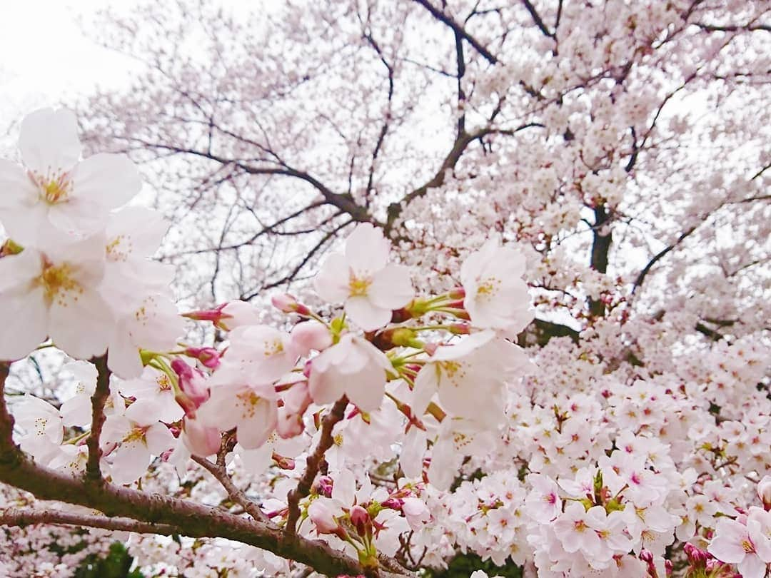 谷中麻里衣さんのインスタグラム写真 - (谷中麻里衣Instagram)「Picnic under the cherry blossoms 🌸 . お花見💓 ミス日本のこたちと✨ . まさに花冷えだったので、春らしさより防寒を優先してもこもこで参戦しました☺️ . #桜 #お花見 #代々木公園 #ピクニック #ミス日本」3月31日 14時38分 - marieyanaka