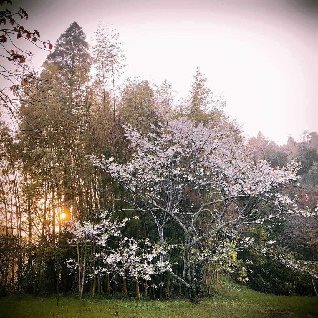 藤崎奈々子さんのインスタグラム写真 - (藤崎奈々子Instagram)「朝の桜 私の好きな場所 ・ #桜#お花見#早朝」3月31日 15時00分 - nanakofujisaki
