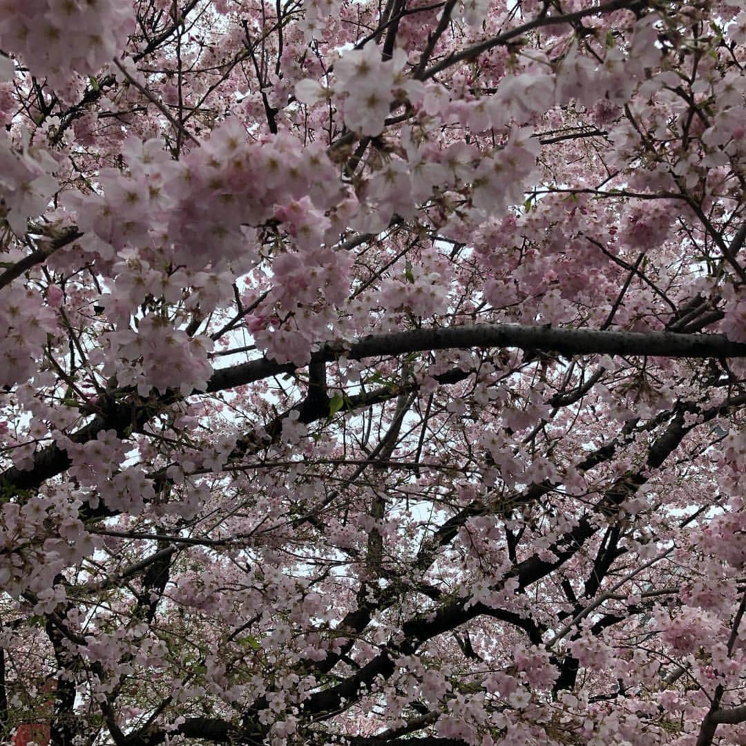 黒田愛美さんのインスタグラム写真 - (黒田愛美Instagram)「久々に早起きして都内ゆるポタお花見ライド🌸🚴‍♀️ いやー朝は寒かった🥶半分くらい走ってようやくあったかくなってきた… 青山墓地→赤坂御所→外堀→靖国神社→皇居→豊洲→辰巳→葛西臨海公園→若洲→桜坂 昨日今日で都内の🌸ほぼほぼ見た気がする😁 total60km🚴‍♀️ 久々バイクだったけどこういうライドはやっぱりいいね❤️ Special thanks toコースをリードしてくれた勝山さん🙏❣️ #お花見ライド #バイク練 #トレーニング #アスリート女医 #トライアスリート女医 #美容アンチエイジング専門医 #黒田愛美」3月31日 14時54分 - kurodaaimi