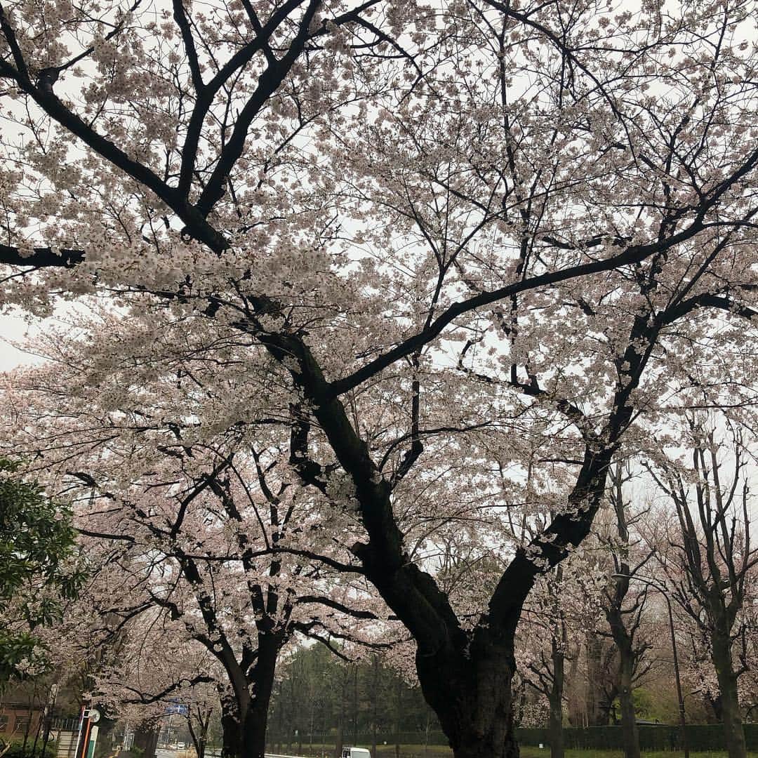 黒田愛美さんのインスタグラム写真 - (黒田愛美Instagram)「久々に早起きして都内ゆるポタお花見ライド🌸🚴‍♀️ いやー朝は寒かった🥶半分くらい走ってようやくあったかくなってきた… 青山墓地→赤坂御所→外堀→靖国神社→皇居→豊洲→辰巳→葛西臨海公園→若洲→桜坂 昨日今日で都内の🌸ほぼほぼ見た気がする😁 total60km🚴‍♀️ 久々バイクだったけどこういうライドはやっぱりいいね❤️ Special thanks toコースをリードしてくれた勝山さん🙏❣️ #お花見ライド #バイク練 #トレーニング #アスリート女医 #トライアスリート女医 #美容アンチエイジング専門医 #黒田愛美」3月31日 14時54分 - kurodaaimi