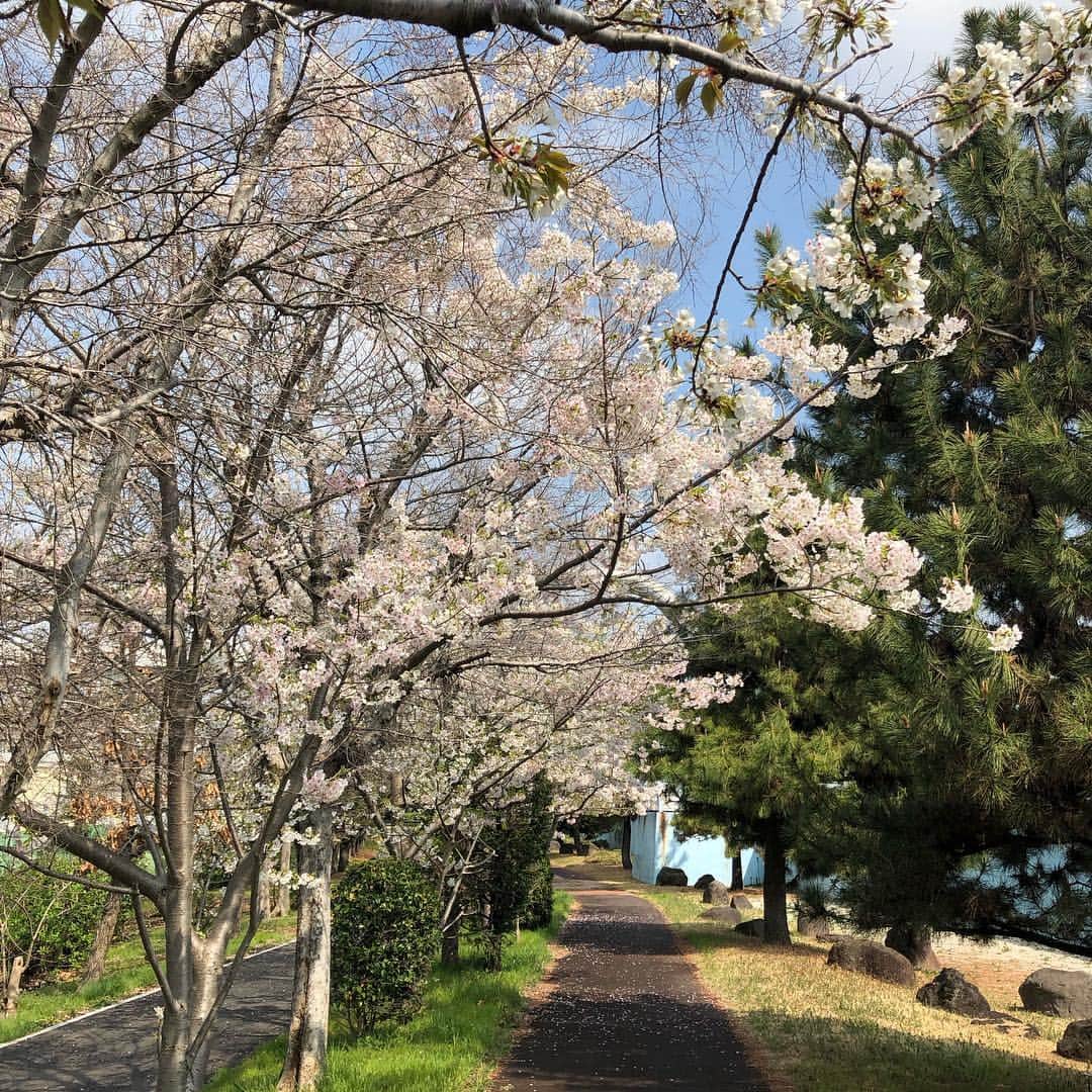 黒田愛美さんのインスタグラム写真 - (黒田愛美Instagram)「久々に早起きして都内ゆるポタお花見ライド🌸🚴‍♀️ いやー朝は寒かった🥶半分くらい走ってようやくあったかくなってきた… 青山墓地→赤坂御所→外堀→靖国神社→皇居→豊洲→辰巳→葛西臨海公園→若洲→桜坂 昨日今日で都内の🌸ほぼほぼ見た気がする😁 total60km🚴‍♀️ 久々バイクだったけどこういうライドはやっぱりいいね❤️ Special thanks toコースをリードしてくれた勝山さん🙏❣️ #お花見ライド #バイク練 #トレーニング #アスリート女医 #トライアスリート女医 #美容アンチエイジング専門医 #黒田愛美」3月31日 14時54分 - kurodaaimi