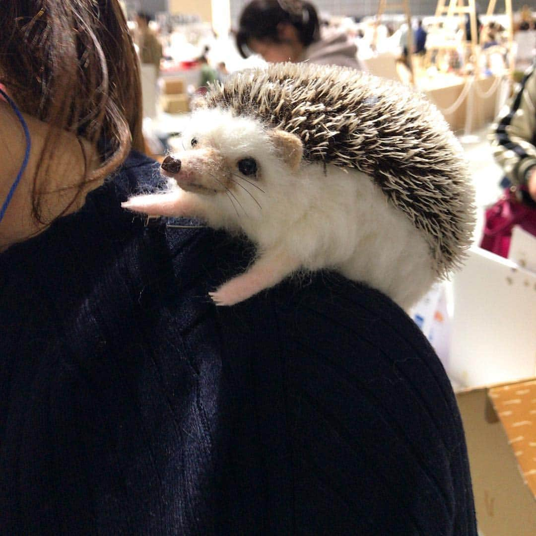 オカダヤ新宿本店コンシェルジュさんのインスタグラム写真 - (オカダヤ新宿本店コンシェルジュInstagram)「. 【minneのハンドメイドマーケットに行ってきました】その2 . 昨年オカダヤで開催したminneとのコラボワークショップイベント「ハンドメイドデイズ」でハリネズミのワークショップをして下さったyucoco cafe（ @yucococafe ） さんにもお会いすることができました♫ . 肩にご自身で作られたハリネズミがちょこんと乗っていて、とっても癒されるブースでした✳︎ . 30日のみのご参加だったので、お会いできてよかった！ . ハンドメイドマーケットは本日18時まで。 埼玉スーパーアリーナで開催中です。 . #yucococafe #ハリネズミ #ハリネズミのいる暮らし  #羊毛フェルト #ハンドメイド #minne  #minneのハンドメイドマーケット #minneのハンドメイドマーケット2019 #新宿オカダヤ #オカダヤ #okadayashinjuku #handmade」3月31日 14時54分 - shinjuku_okadaya