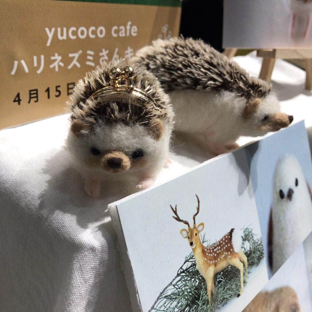 オカダヤ新宿本店コンシェルジュさんのインスタグラム写真 - (オカダヤ新宿本店コンシェルジュInstagram)「. 【minneのハンドメイドマーケットに行ってきました】その2 . 昨年オカダヤで開催したminneとのコラボワークショップイベント「ハンドメイドデイズ」でハリネズミのワークショップをして下さったyucoco cafe（ @yucococafe ） さんにもお会いすることができました♫ . 肩にご自身で作られたハリネズミがちょこんと乗っていて、とっても癒されるブースでした✳︎ . 30日のみのご参加だったので、お会いできてよかった！ . ハンドメイドマーケットは本日18時まで。 埼玉スーパーアリーナで開催中です。 . #yucococafe #ハリネズミ #ハリネズミのいる暮らし  #羊毛フェルト #ハンドメイド #minne  #minneのハンドメイドマーケット #minneのハンドメイドマーケット2019 #新宿オカダヤ #オカダヤ #okadayashinjuku #handmade」3月31日 14時54分 - shinjuku_okadaya