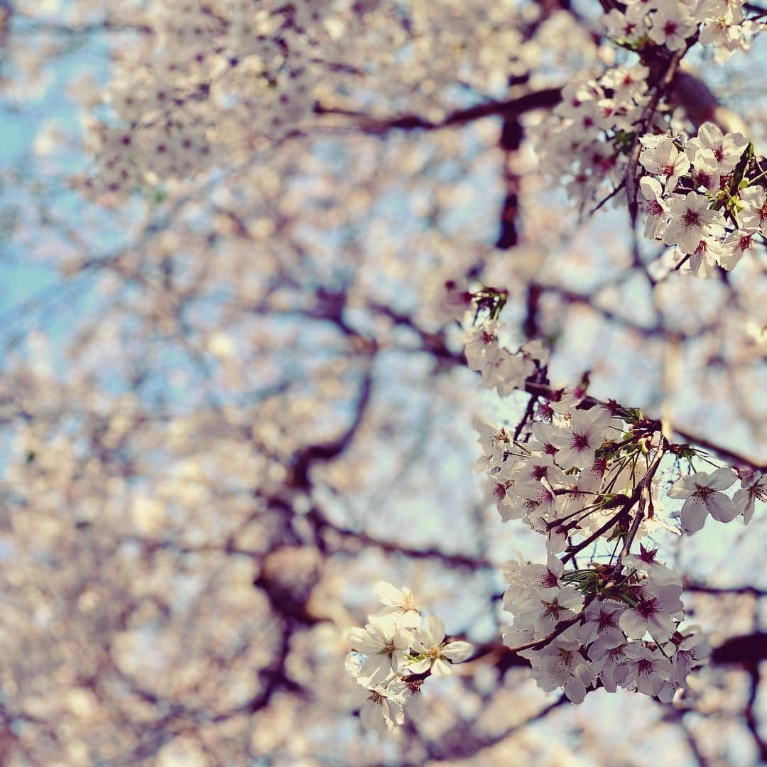 Saschaさんのインスタグラム写真 - (SaschaInstagram)「The best season! #cherryblossom #tokyo #桜」3月31日 15時03分 - sascha348