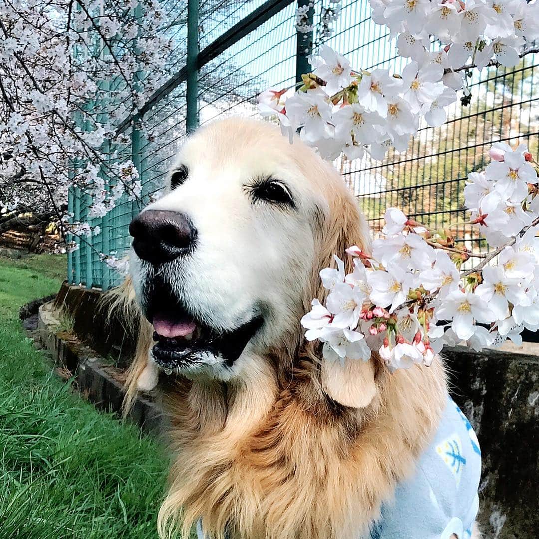kei515yuさんのインスタグラム写真 - (kei515yuInstagram)「やっと桜が咲き始めました。 ご心配と応援をありがとうございます。 お腹も少し良くなってきました。 今日の血液検査の結果も良かったです😊👍🏻 #dogsofinstagram #ゴールデンレトリバー #ilovegolden_retrievers #retrieversgram #petscorner #insta_animal #dog_ofinstagram #insta_dogs #gloriousgoldens #retriever #goldenretriever #犬バカ部 #igdog #gryuuko #topdogphoto #repost_ezyjp #retrieveroftheday #dogscorner #weeklyfluff #thedailygolden #dog_features #excellent_dogs #pecoいぬ部」3月31日 15時04分 - kei515yu