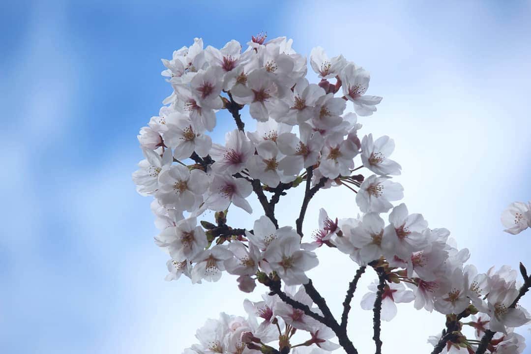 ❃ren❃さんのインスタグラム写真 - (❃ren❃Instagram)「桜🌸楽しみにしてたけど、なかなか満開にならない😅 今日も寒いし、晴れたり雨が降ったりで変な天気😅 見頃は今週末かな～🌸 ＊ #お写んぽ #桜#さくら #写真を撮るのが好き」3月31日 15時05分 - ren1008