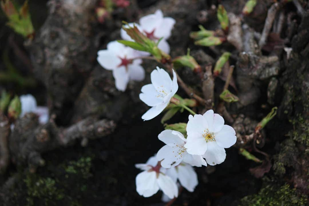 ❃ren❃さんのインスタグラム写真 - (❃ren❃Instagram)「桜🌸楽しみにしてたけど、なかなか満開にならない😅 今日も寒いし、晴れたり雨が降ったりで変な天気😅 見頃は今週末かな～🌸 ＊ #お写んぽ #桜#さくら #写真を撮るのが好き」3月31日 15時05分 - ren1008