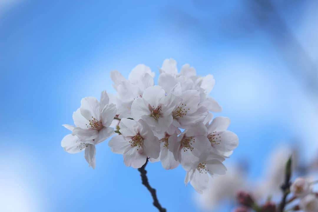 ❃ren❃さんのインスタグラム写真 - (❃ren❃Instagram)「桜🌸楽しみにしてたけど、なかなか満開にならない😅 今日も寒いし、晴れたり雨が降ったりで変な天気😅 見頃は今週末かな～🌸 ＊ #お写んぽ #桜#さくら #写真を撮るのが好き」3月31日 15時05分 - ren1008
