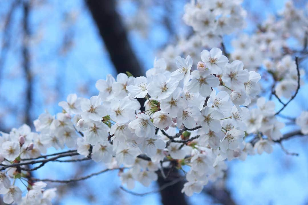 ❃ren❃さんのインスタグラム写真 - (❃ren❃Instagram)「桜🌸楽しみにしてたけど、なかなか満開にならない😅 今日も寒いし、晴れたり雨が降ったりで変な天気😅 見頃は今週末かな～🌸 ＊ #お写んぽ #桜#さくら #写真を撮るのが好き」3月31日 15時05分 - ren1008