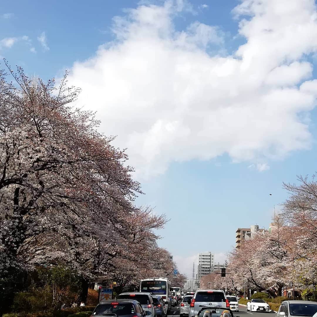 千種ゆり子さんのインスタグラム写真 - (千種ゆり子Instagram)「【3/31千種ゆり子の空てんき】 晴れてきた…🌞 ホッ。 晴れてきたから気持ちもルンルン . こっそり国立に行ってサークル紹介覗いてました . ソメイヨシノはまだ5～6分咲きくらいかなぁ。 . でもやっぱり国立の桜は素晴らしい。一つの花芽から六つの花が出てる六つ子ちゃんがいたの。桜がきちんと手入れされて元気な証拠♥️ . #桜 #さくら #気象予報士 #国立 #大学通り #ソメイヨシノ」3月31日 15時12分 - chikusa_yuriko
