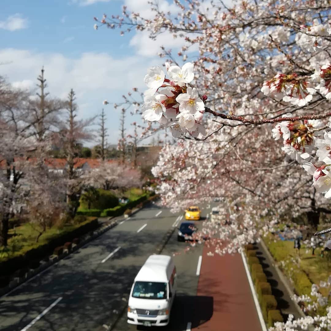 千種ゆり子さんのインスタグラム写真 - (千種ゆり子Instagram)「【3/31千種ゆり子の空てんき】 晴れてきた…🌞 ホッ。 晴れてきたから気持ちもルンルン . こっそり国立に行ってサークル紹介覗いてました . ソメイヨシノはまだ5～6分咲きくらいかなぁ。 . でもやっぱり国立の桜は素晴らしい。一つの花芽から六つの花が出てる六つ子ちゃんがいたの。桜がきちんと手入れされて元気な証拠♥️ . #桜 #さくら #気象予報士 #国立 #大学通り #ソメイヨシノ」3月31日 15時12分 - chikusa_yuriko