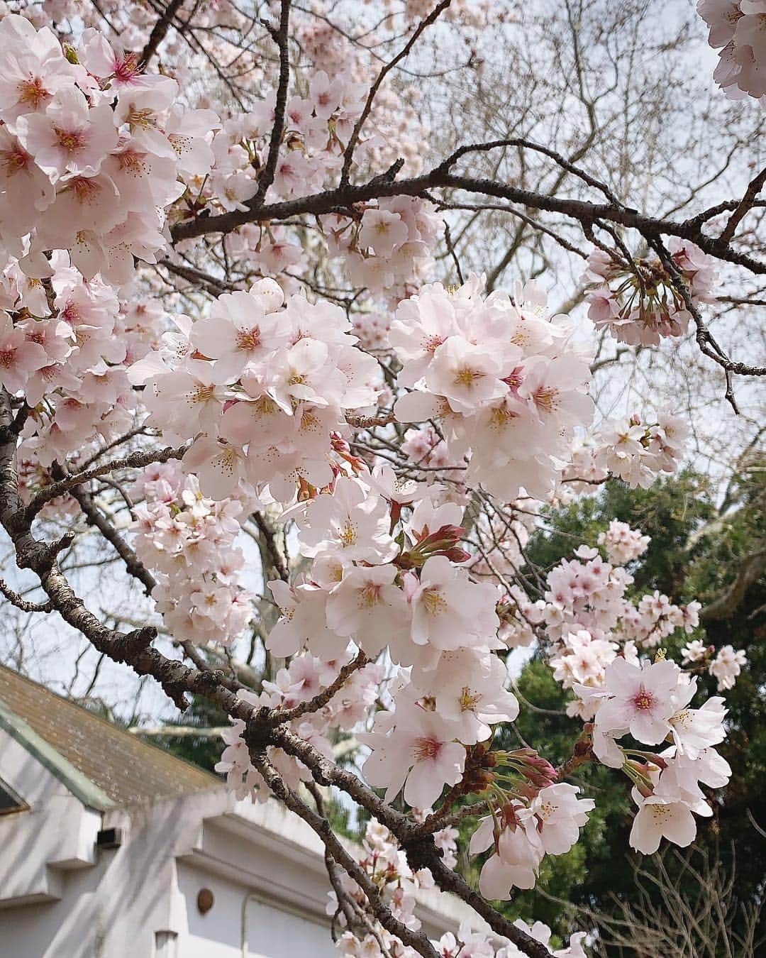 真崎かれんさんのインスタグラム写真 - (真崎かれんInstagram)「すぐこういうことする。 #同化 #木の役待ってます #作品撮り #花見客でいっぱい」3月31日 15時18分 - karen_masaki