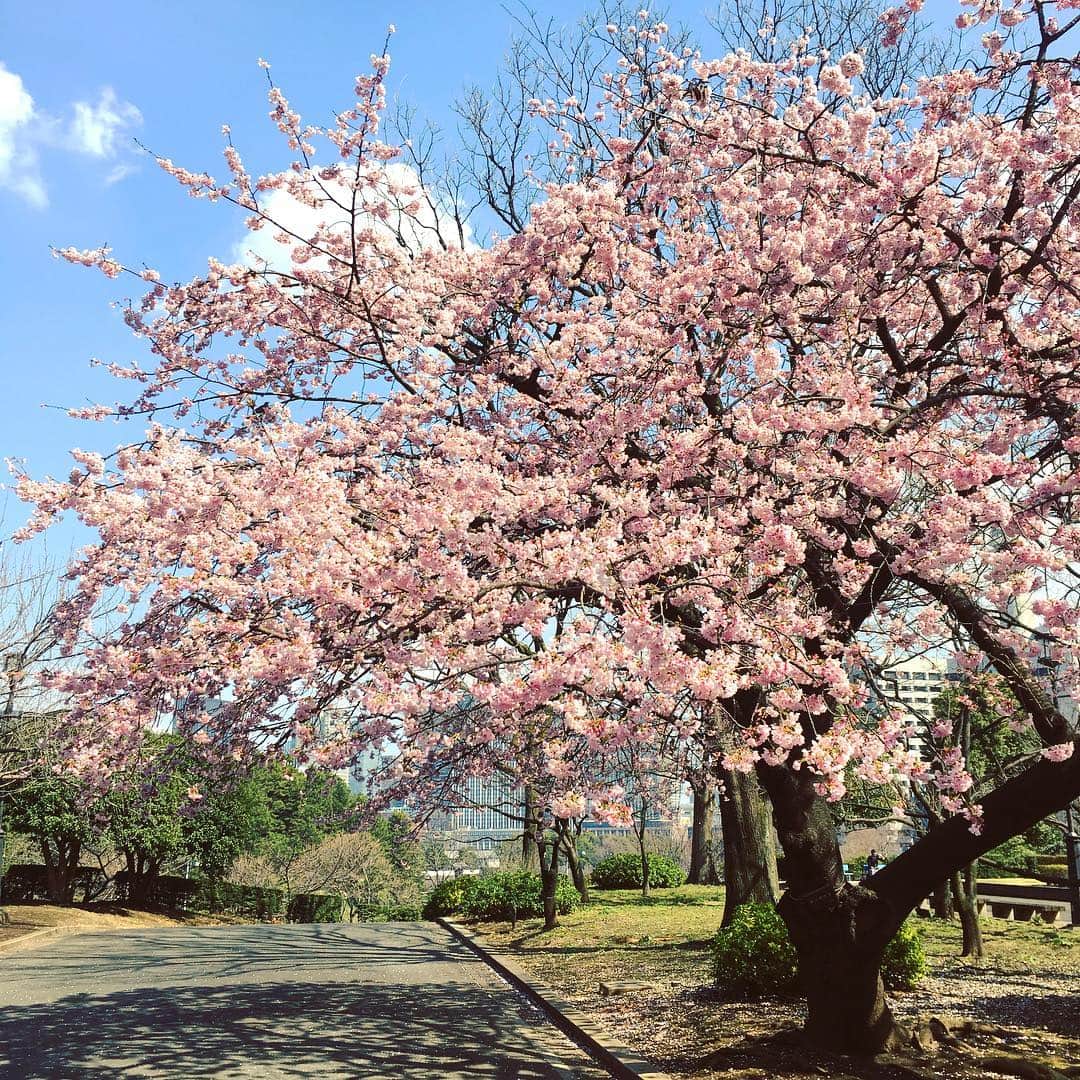 今村沙緒里のインスタグラム：「さくらが、きれい🌸 春よ、来い。 Cherry blossom！ Beautiful season🌸 ・ #japan #cherryblossom #flower #photo #spring #봄꽃 #꽃 #さくら #ピンク #春よ来い」