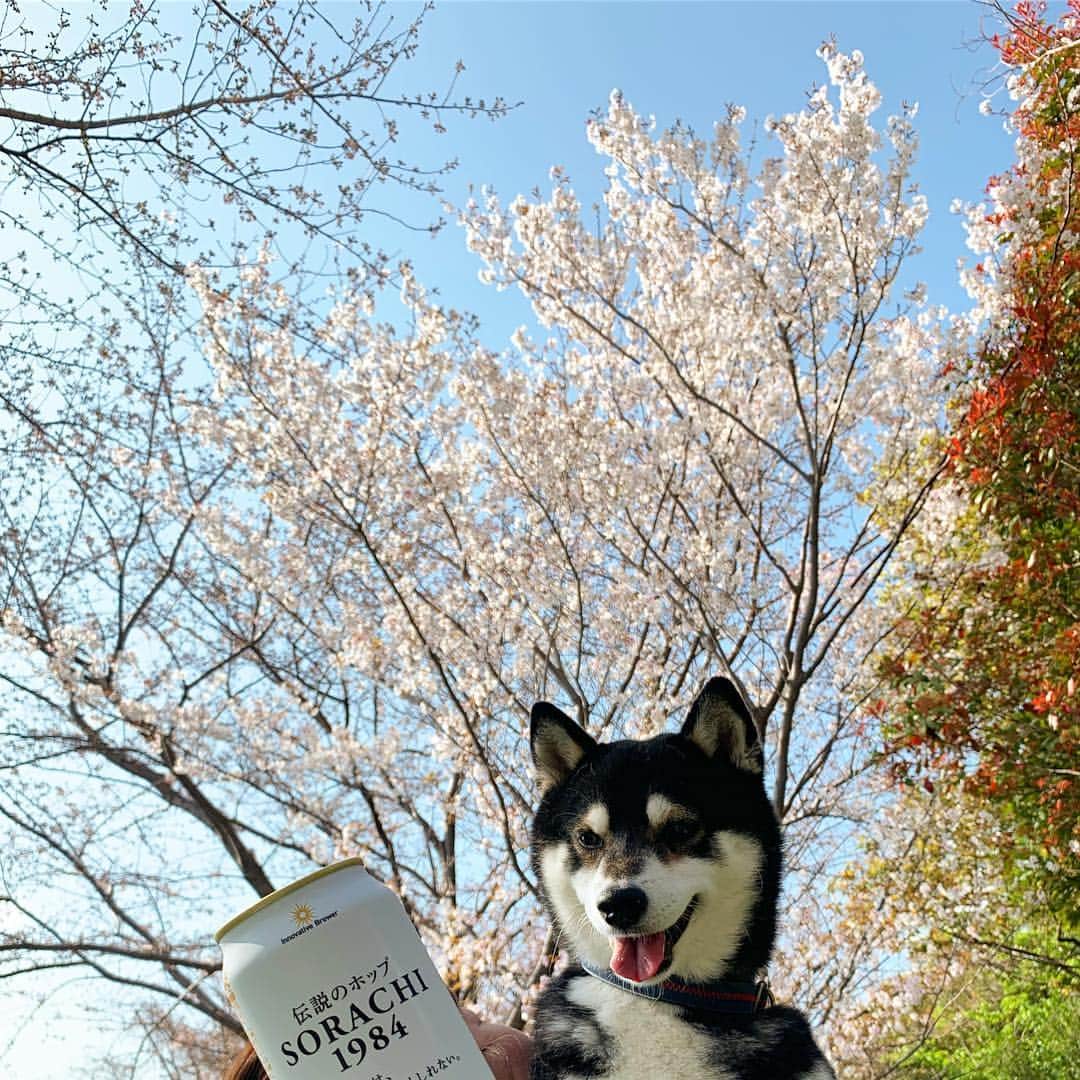 くろさんのインスタグラム写真 - (くろInstagram)「🌸🐾🍺 #SORACHI1984 #ミッションアンバサダー #No0820 #ソラチエース #伝説のホップ #InnovativeBrewer #サッポロビール #sapporobeer #lovebeer #⭐️SAPPORO #黒柴 #柴犬 #わんこと一緒 #わんこのいる生活 #わんこのいる暮らし #柴犬と一緒 #柴犬のいる生活 #柴犬のいる暮らし #犬のいる暮らし #犬のいる生活 #ふわもこ部 #ふわもこ部ワンコ #ふわもこ部わんこ #わんだフォ #わんだふるjapan #黒柴と桜 #桜と黒柴 #桜と柴犬 #柴犬と桜」3月31日 15時21分 - m6bmw