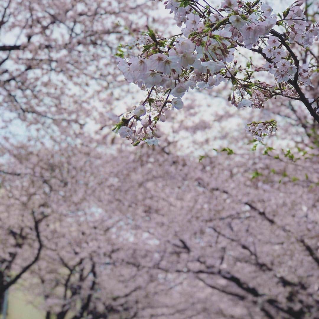dorlisのインスタグラム：「不動前プチ観光 #dorlis #不動前 #桜 #かむろ坂 #鰻 #うなぎ #にしむら #八つ目うなぎ」