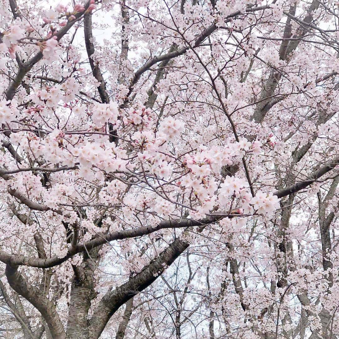 yupinokoさんのインスタグラム写真 - (yupinokoInstagram)「こんばんは☺︎ . . あちらこちらで桜が満開🌸 きれいですね〜☺️ 今日は須恵に用事があったのですが、 ドライブがてら山手の方から遠回りして 桜景色を楽しみました〜🚙♫ . 娘と双子コーデとか憧れるんですが 全力で拒否られるのわかっているので シレっと同色コーデで自己満足🤣 . 帰りにずっと気になってた 篠栗の吉田屋でごはん🍴 古民家風なのではなく、 古さを活かした本物の古民家で めっちゃ素敵な雰囲気♡ 天ぷら定食と白玉ぜんざい おいしかったー😋 . そして早くもまた新しい家族が。 雪うさぎのように白くて目が赤いので この子の名前は小雪ちゃんにしました🕊 まだ小さくてとても繊細な子です。 . . #インテリア #interior #DIY #セルフリノベーション  #ヴィンテージスタイル #キッチン #DIYのある暮らし #お出かけ記録 #お花見 #ドライブ #ドゥーズィエムクラス #deuxiemeclasse #JANEバスケット #menui #ungrid」3月31日 20時57分 - yupinoko