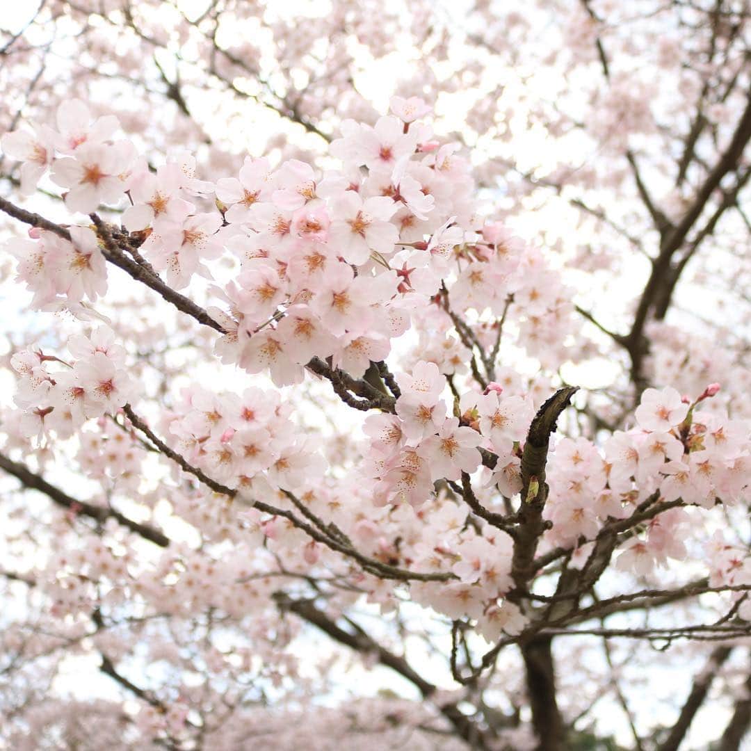 yupinokoさんのインスタグラム写真 - (yupinokoInstagram)「こんばんは☺︎ . . あちらこちらで桜が満開🌸 きれいですね〜☺️ 今日は須恵に用事があったのですが、 ドライブがてら山手の方から遠回りして 桜景色を楽しみました〜🚙♫ . 娘と双子コーデとか憧れるんですが 全力で拒否られるのわかっているので シレっと同色コーデで自己満足🤣 . 帰りにずっと気になってた 篠栗の吉田屋でごはん🍴 古民家風なのではなく、 古さを活かした本物の古民家で めっちゃ素敵な雰囲気♡ 天ぷら定食と白玉ぜんざい おいしかったー😋 . そして早くもまた新しい家族が。 雪うさぎのように白くて目が赤いので この子の名前は小雪ちゃんにしました🕊 まだ小さくてとても繊細な子です。 . . #インテリア #interior #DIY #セルフリノベーション  #ヴィンテージスタイル #キッチン #DIYのある暮らし #お出かけ記録 #お花見 #ドライブ #ドゥーズィエムクラス #deuxiemeclasse #JANEバスケット #menui #ungrid」3月31日 20時57分 - yupinoko