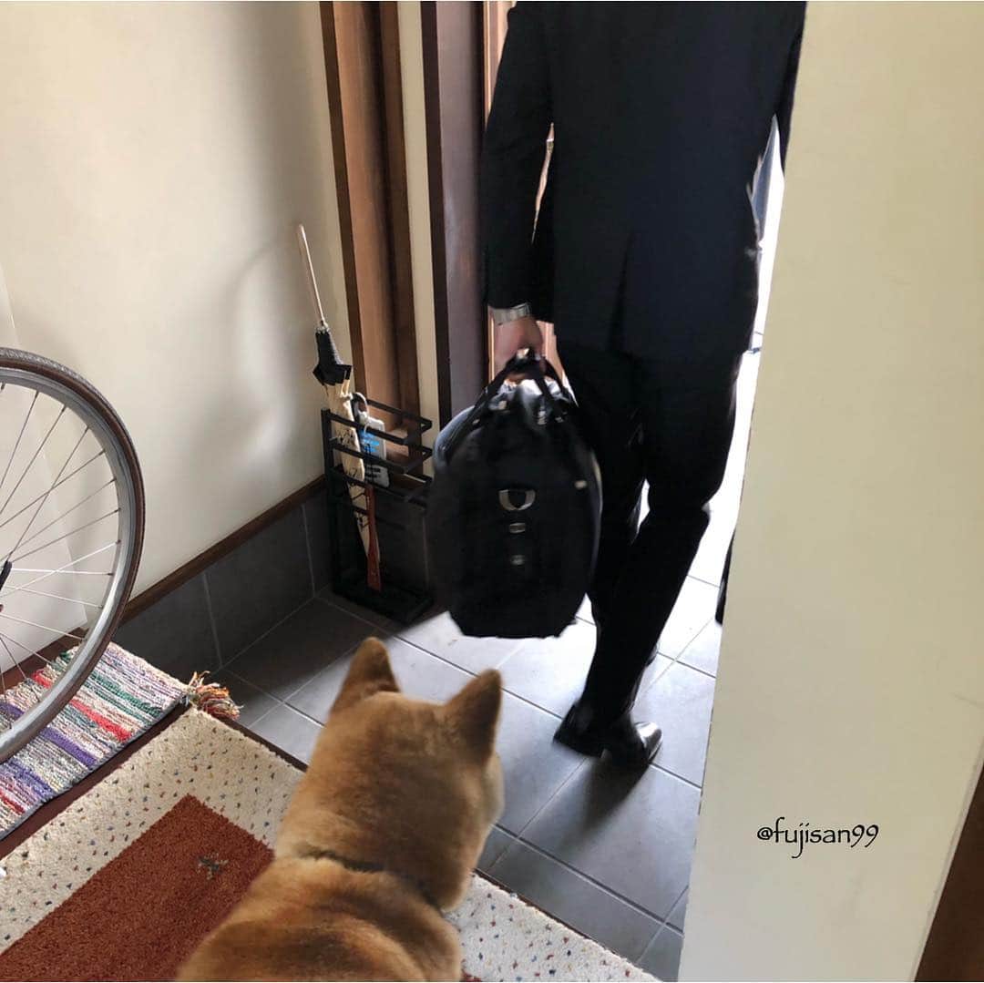 ai-chanさんのインスタグラム写真 - (ai-chanInstagram)「ai-chan 🐶 My son's new life will begin! New employee 👞👞 He and she is a long-distance.💞 🐕「I think about you everyday.」 . ぼっちゃん🎌 明日からの新社会人生活にむけて出発👞👞 🐕「がんばれ〜!」 #アイちゃんロスになるよ .」3月31日 20時50分 - fujisan99