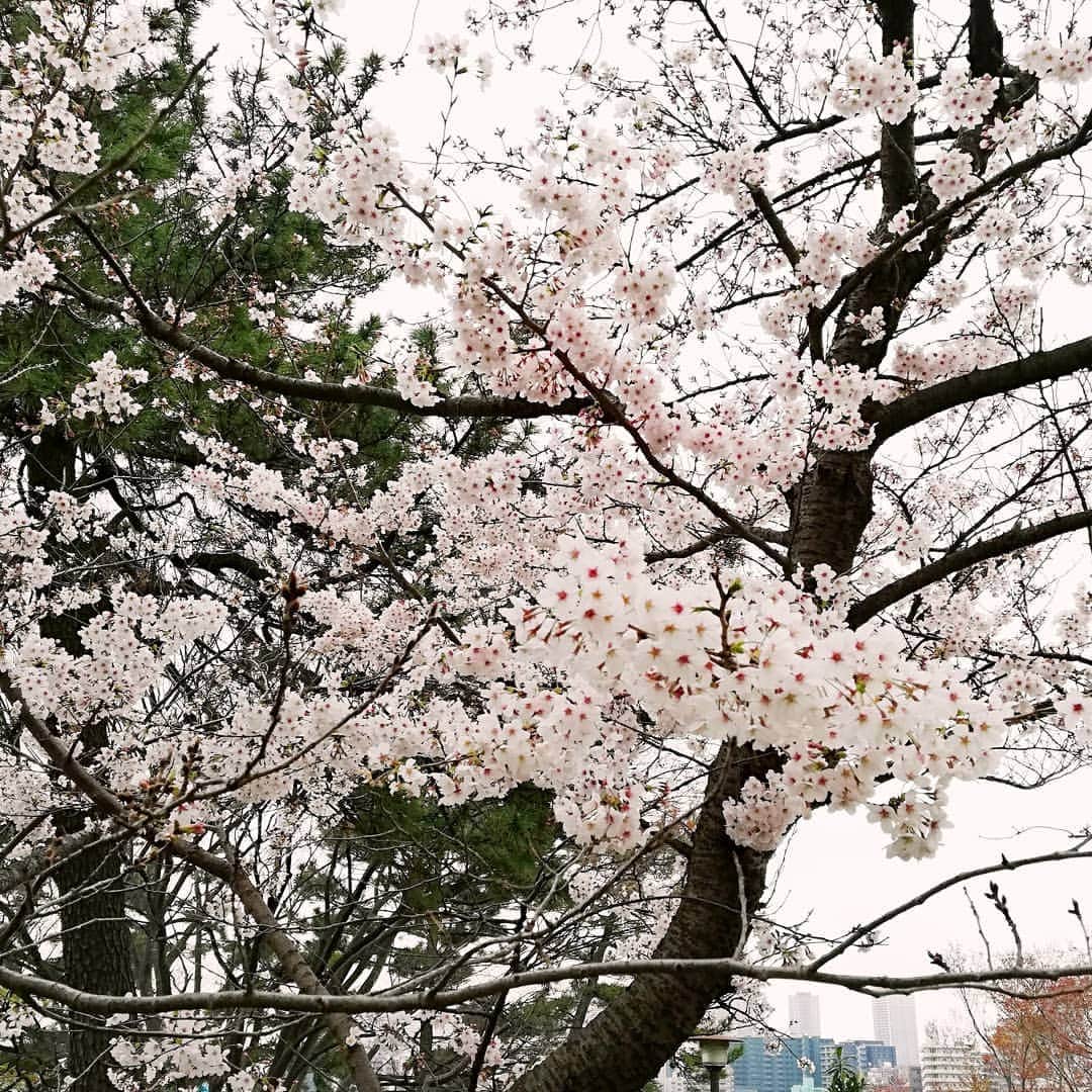 池田裕子さんのインスタグラム写真 - (池田裕子Instagram)「お花見！  #桜 #お花見 #多摩川 #多摩川台公園」3月31日 20時53分 - kurimushiyoukan