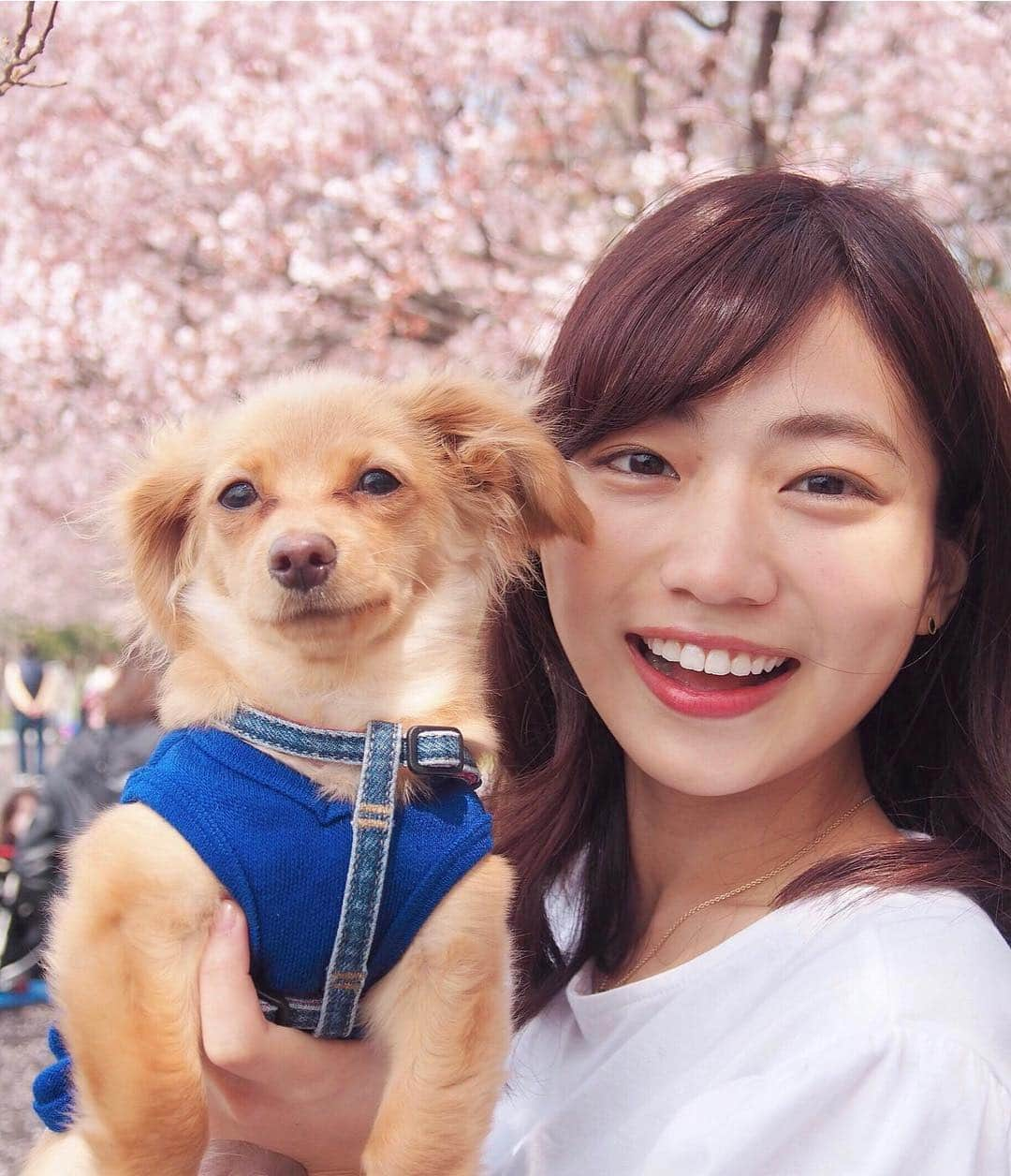 村上奈菜さんのインスタグラム写真 - (村上奈菜Instagram)「ルゥとお花見🐶🌸 いいドッグカフェも見つけました☺️♪ ちょっとずつ色んなところに一緒に行けたらいいな！ ヘアカラーも春らしく少しピンクを入れてもらったよ😚 #愛犬 #犬好き #チワックス  #いぬのいる暮らし #お花見 #ルゥいつもと違って渋い (笑)」3月31日 20時53分 - murakami__nana