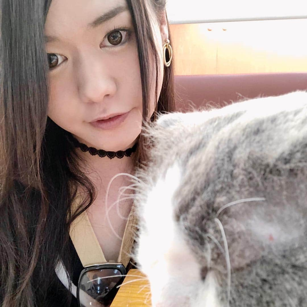 大島薫のインスタグラム：「英会話カフェの前に猫カフェにきた。猫語は教えてくれない。 #猫カフェにゃんこと #猫カフェ #cat #catcafe #cute #ねこ」