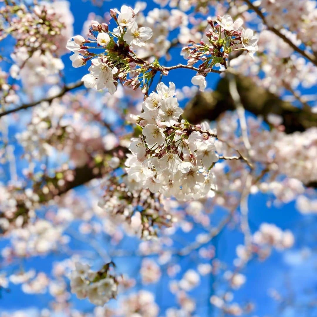 ジュン中山さんのインスタグラム写真 - (ジュン中山Instagram)「#cherryblossom #instaflower #cherryblossomtoday #instagood #followme #likeforme #shimokitazawa」3月31日 15時32分 - junnakayama