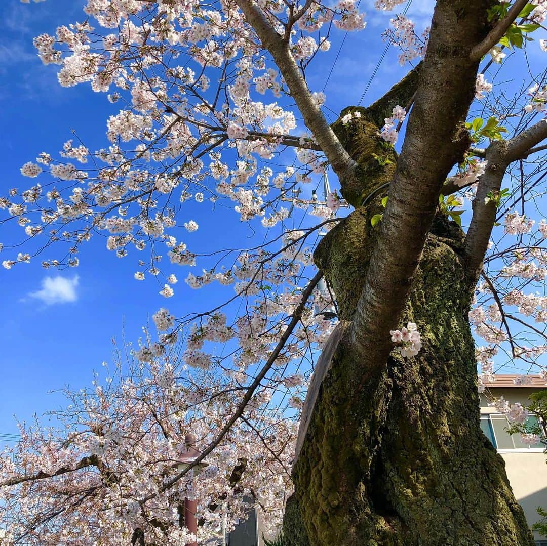 ジュン中山さんのインスタグラム写真 - (ジュン中山Instagram)「#cherryblossom #instaflower #cherryblossomtoday #instagood #followme #likeforme #shimokitazawa」3月31日 15時32分 - junnakayama