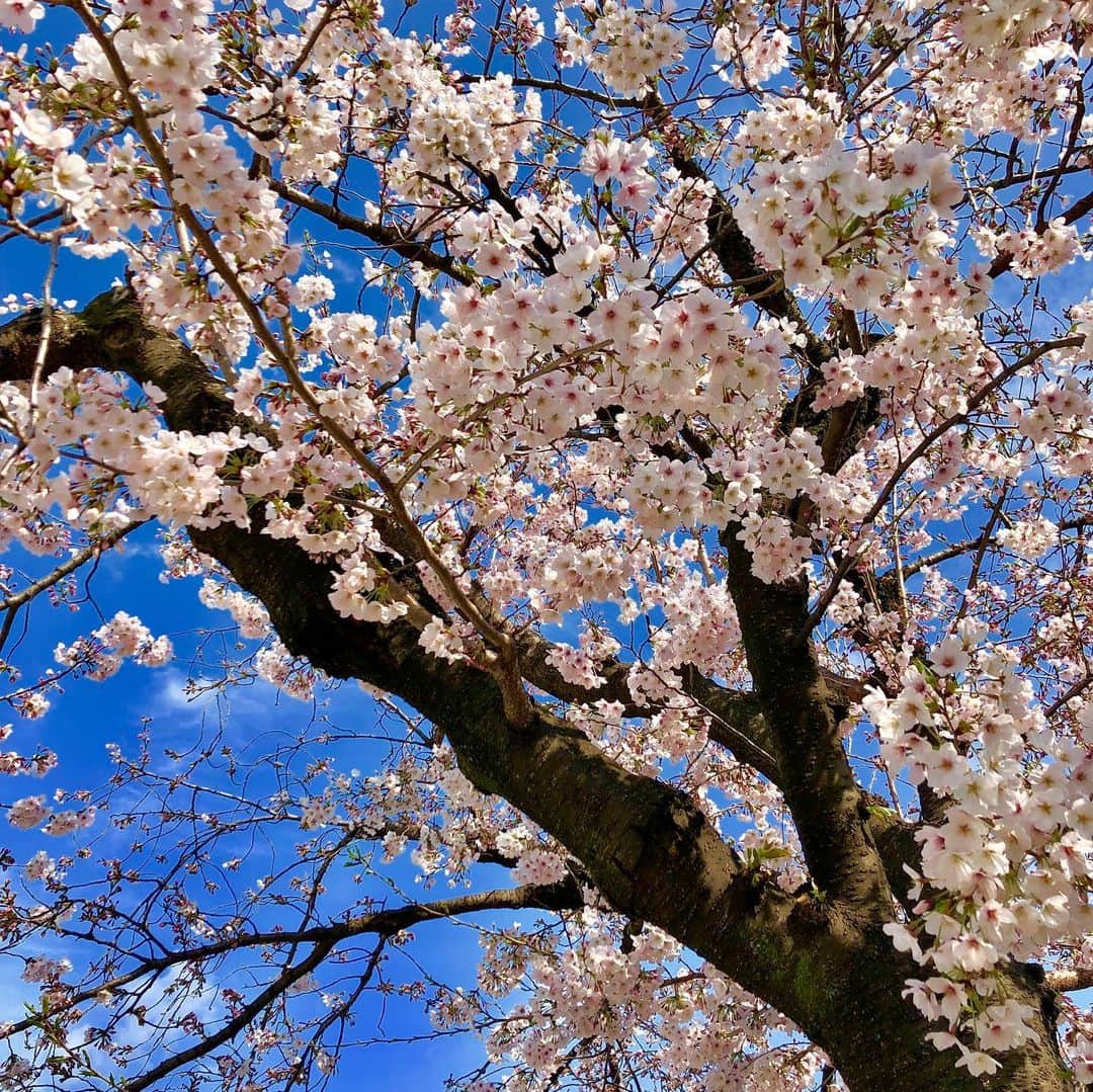 ジュン中山さんのインスタグラム写真 - (ジュン中山Instagram)「#cherryblossom #instaflower #cherryblossomtoday #instagood #followme #likeforme #shimokitazawa」3月31日 15時32分 - junnakayama