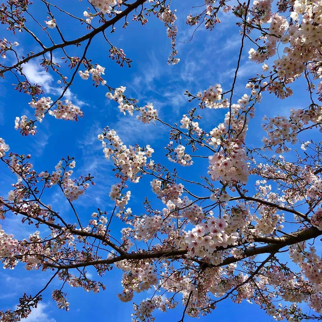 ジュン中山さんのインスタグラム写真 - (ジュン中山Instagram)「#cherryblossom #instaflower #cherryblossomtoday #instagood #followme #likeforme #shimokitazawa」3月31日 15時32分 - junnakayama