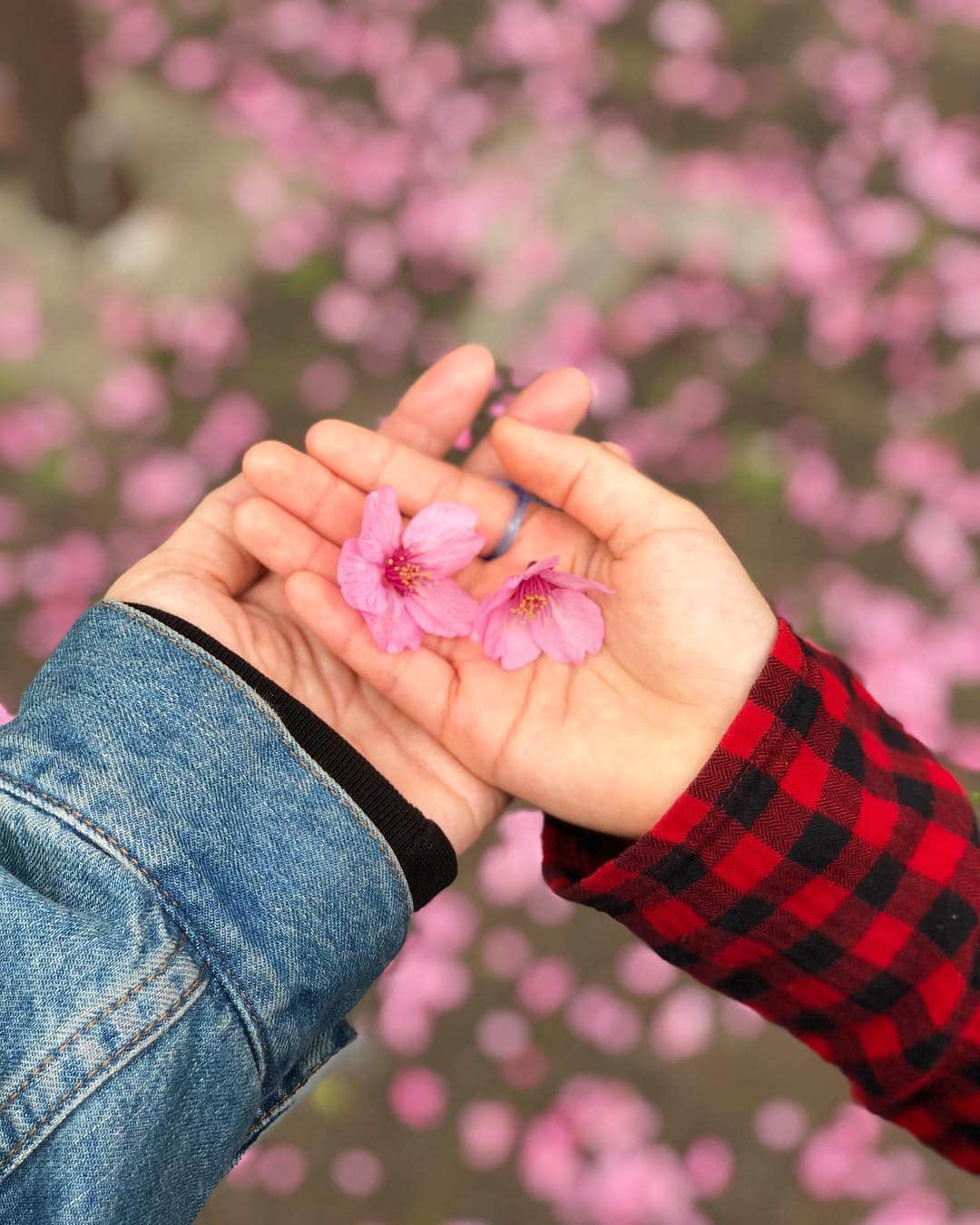 鈴木サチさんのインスタグラム写真 - (鈴木サチInstagram)「お花見🌸🌸🌸 #mama #mother #model #kids #family #お花見 #sakura #tokyo #japan」3月31日 15時36分 - sachi_suzuki